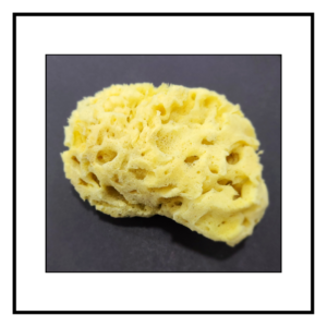 Natural Sea Sponge - A
