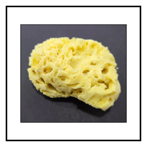 Natural Sea Sponge - A
